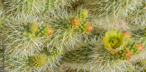 фотографія Teddy Bear Cholla (Cylindropuntia Bigelivii) cactus blossoming in the American Desert Southwest