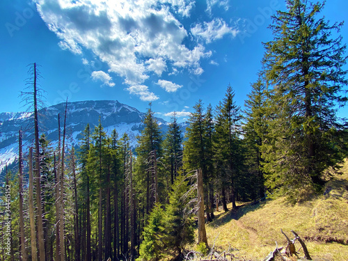 Evergreen forest or coniferous trees on the slopes of hills in the Eigental alpine valley, Eigenthal - Canton of Lucerne, Switzerland (Kanton Luzern, Schweiz) photo