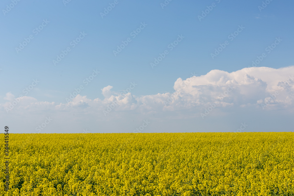 Obraz premium Landscape of a blooming yellow rapeseed field under a blue sky.