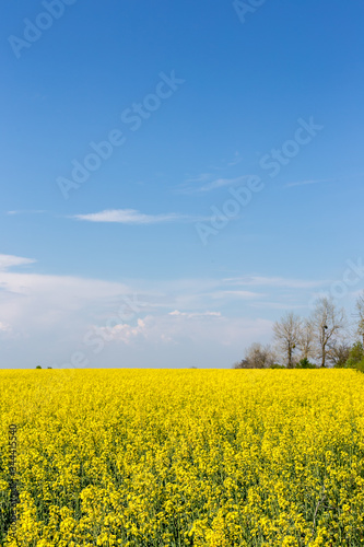 Landscape of a blooming yellow rapeseed field under a blue sky.