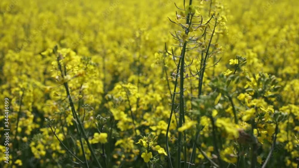 Blooming yellow rapeseed field in spring time. Blooming yellow rapeseed field in spring time.