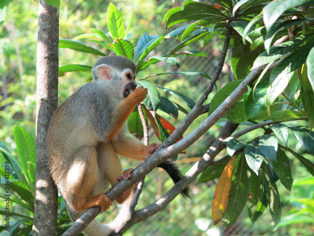 Monkey Monkey