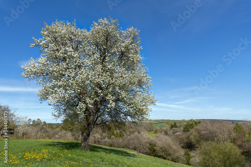 Großer blühender Birnbaum auf einer Wiese im Frühling mit Blick über die noch kahle Landschaft