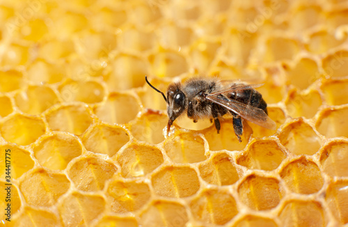 macro bees with a drop of honey on a wax honeycomb. insect fills the cell with nectar, yellow background
