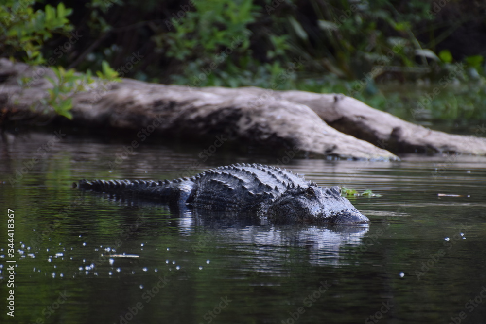 Fototapeta premium crocodile in wildlife