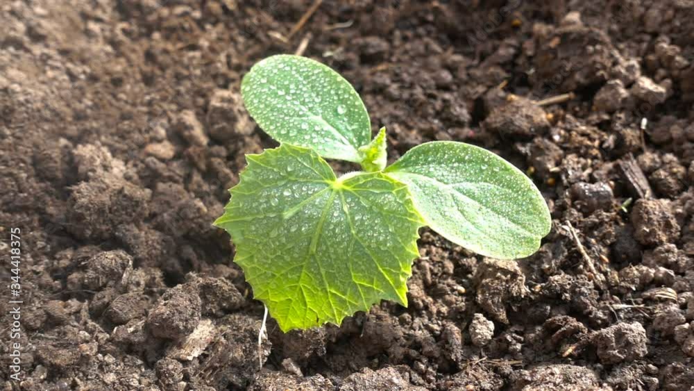Irrigation, watering of cucumber sprouts. Green leaf with drops in summer in nature develops in the wind. Irrigation, watering of cucumber sprouts. Slow motion