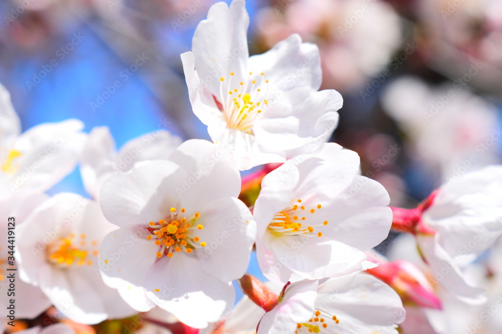 桜