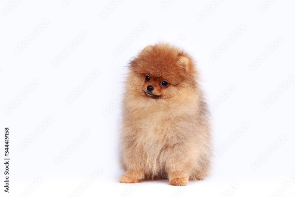 Dog breed pomeranian spitz Dog breed pomeranian spitz