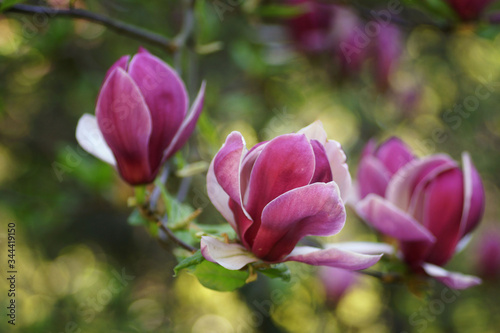 Magnolia flowers  dark pink 