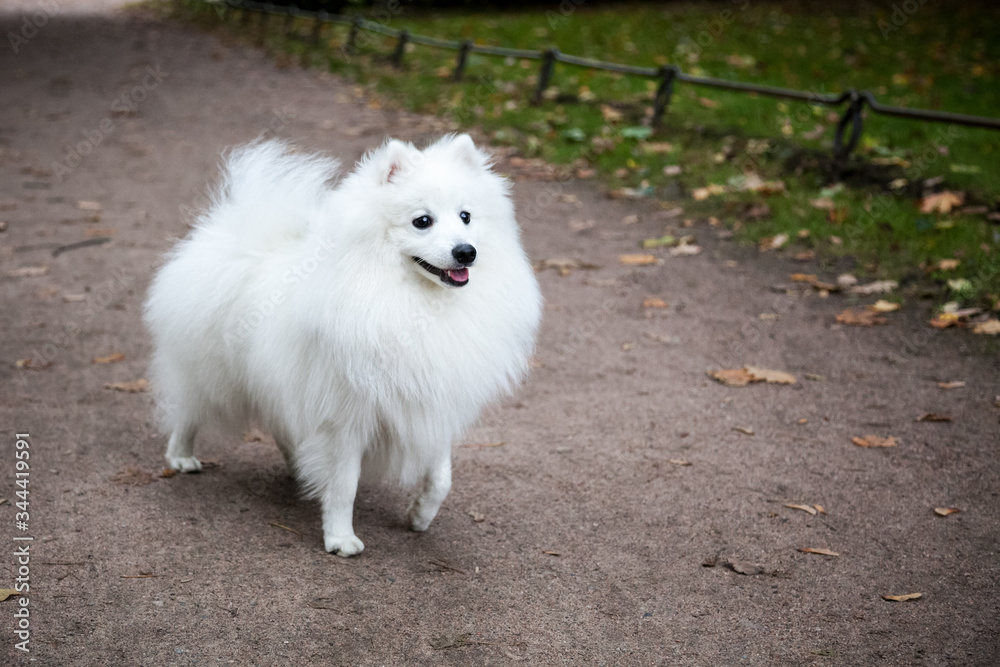 White Japanese Pomeranian walks in the Park on the path