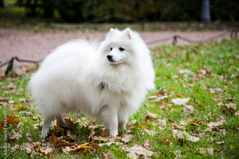 White Japanese Pomeranian walks in the Park on the grass White Japanese Pomeranian walks in the Park on the grass