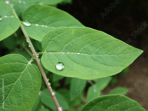 motning dew water drop on a green leaf