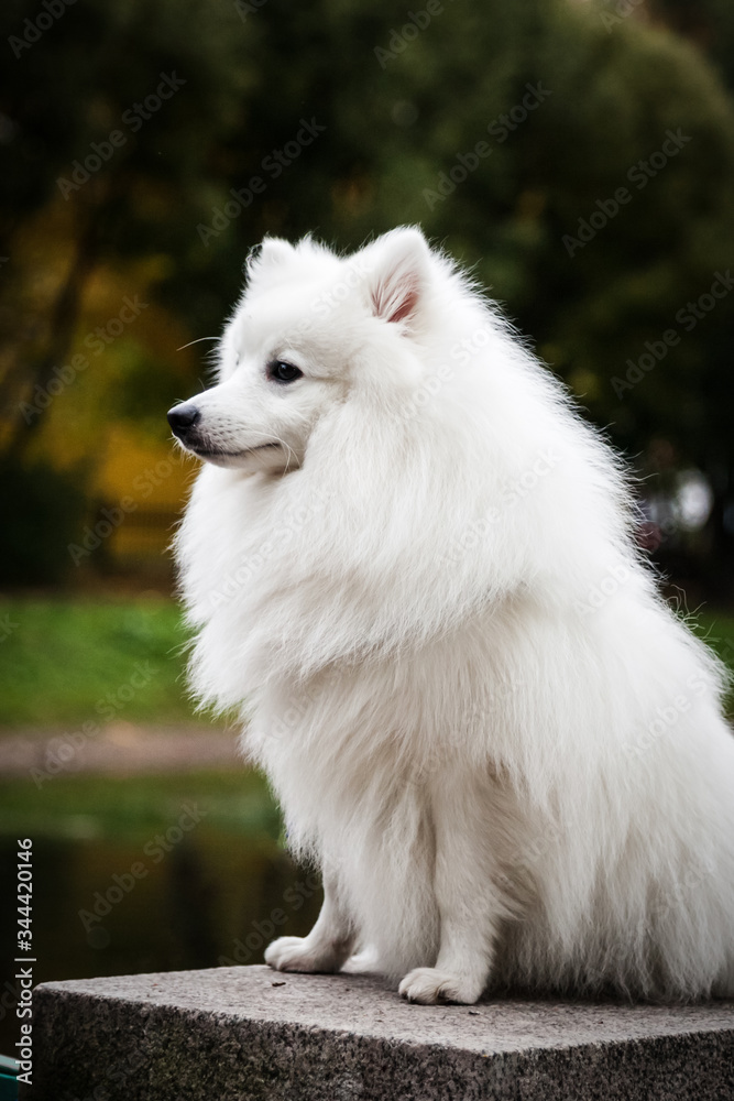 Fototapeta premium White furry Japanese Pomeranian outdoors