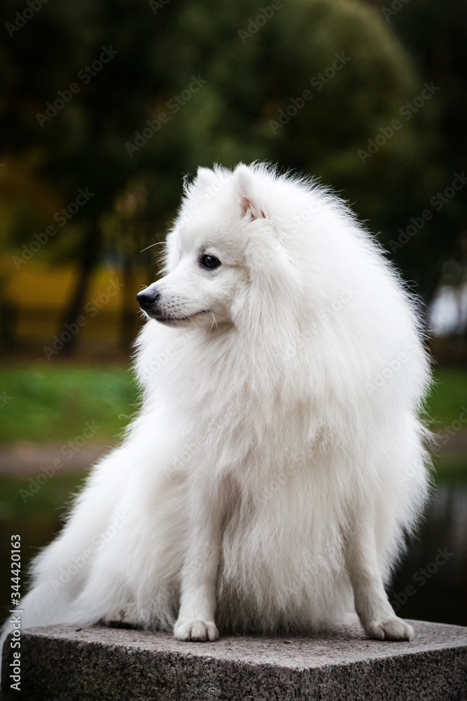 White furry Japanese Pomeranian outdoors White furry Japanese Pomeranian outdoors