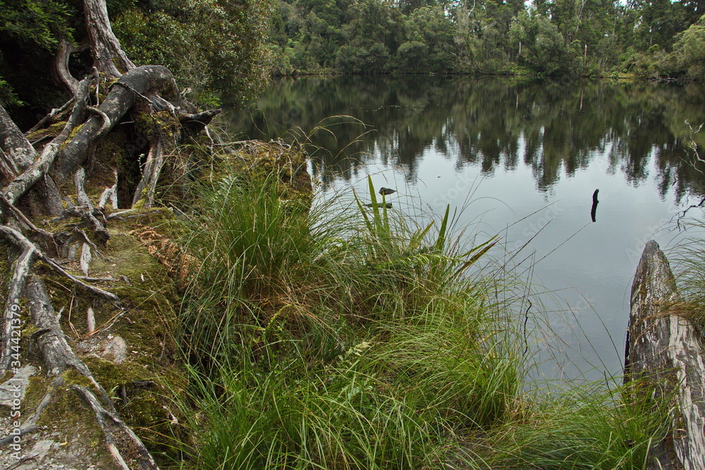 Lake Wombat in Westland Tai Poutini National Park,West Coast on South Island of New Zealand
Lake Wombat in Westland Tai Poutini National Park,West Coast on South Island of New Zealand