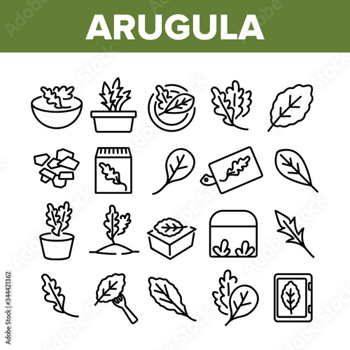 Arugula Or Rucola Collection Icons Set Vector. Arugula Plant In Greenhouse And Garden, On Plate And Fork, Leaf Spice For Meal Concept Linear Pictograms. Monochrome Contour Illustrations
