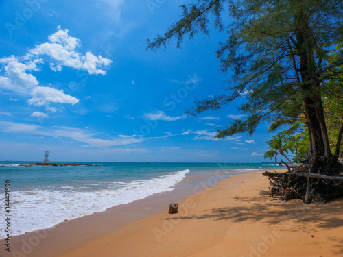 Uninhabited tropical beach with pine trees photo