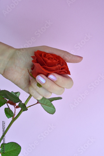 Woman hand with nails polish and rose. Beauty concept. Female hand hold red rose on pink background. Rose for mothers day, wedding and valentines day. Close up
