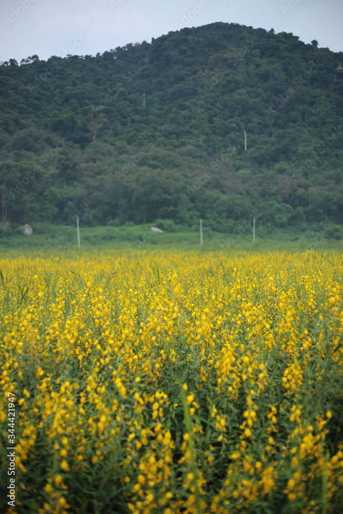 Yellow flower of crotalaria juncea or sunn hemp field in Rayong, Thailand