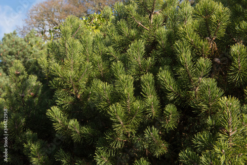 Green Foliage and Cones of an Evergreen Conifer Dwarf Mountain Pine Tree (Pinus mugo 'Mops') Growing in a Garden in Rural Devon, England, UK photo