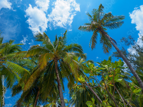 Coconut palm trees with blue sky