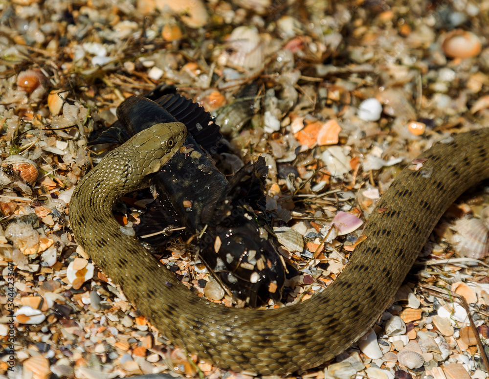 Water Moccasin (Agkistrodon piscivorus) eating male Bullfrog (Rana