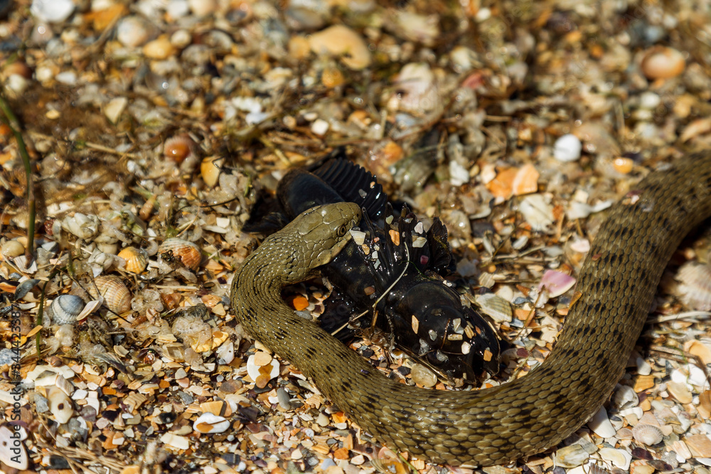 Water Moccasin (Agkistrodon piscivorus) eating male Bullfrog (Rana catesbeiana). Snake caught prey. European runner caught sea fish goby. Snake eats fish caught Water Moccasin (Agkistrodon piscivorus) eating male Bullfrog (Rana catesbeiana). Snake caught prey. European runner caught sea fish goby. Snake eats fish caught