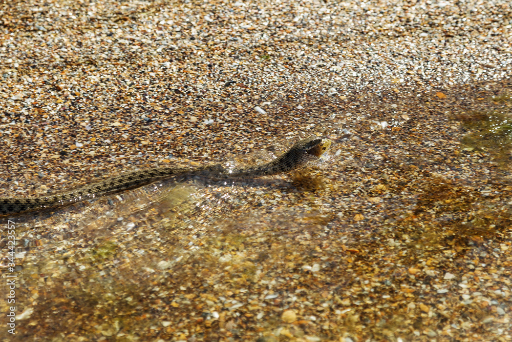 Water Moccasin (Agkistrodon piscivorus) eating male Bullfrog (Rana