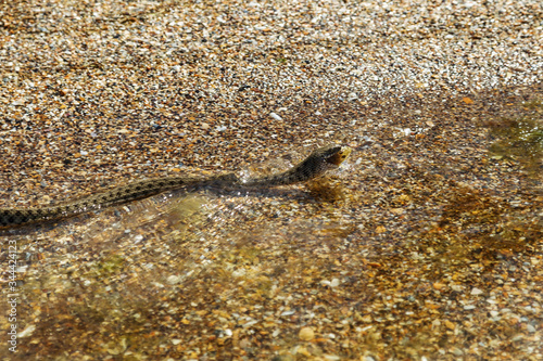 Water Moccasin (Agkistrodon piscivorus) eating male Bullfrog (Rana catesbeiana). Snake caught prey. European runner caught sea fish goby. Snake eats fish caught