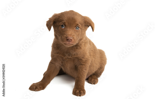 chestnut puppy isolated