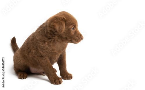 Fototapeta Naklejka Na Ścianę i Meble -  chestnut puppy isolated
