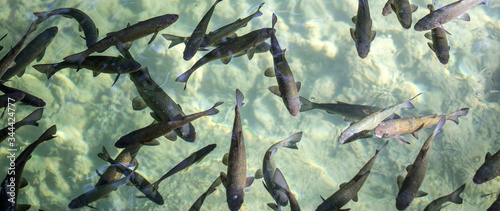 Fotografie Flock of fish in the river of Croatia national park.