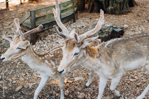 Deer in the Stone open nature reserve, zoo, Reserve on the island of Zakynthos.Greece photo