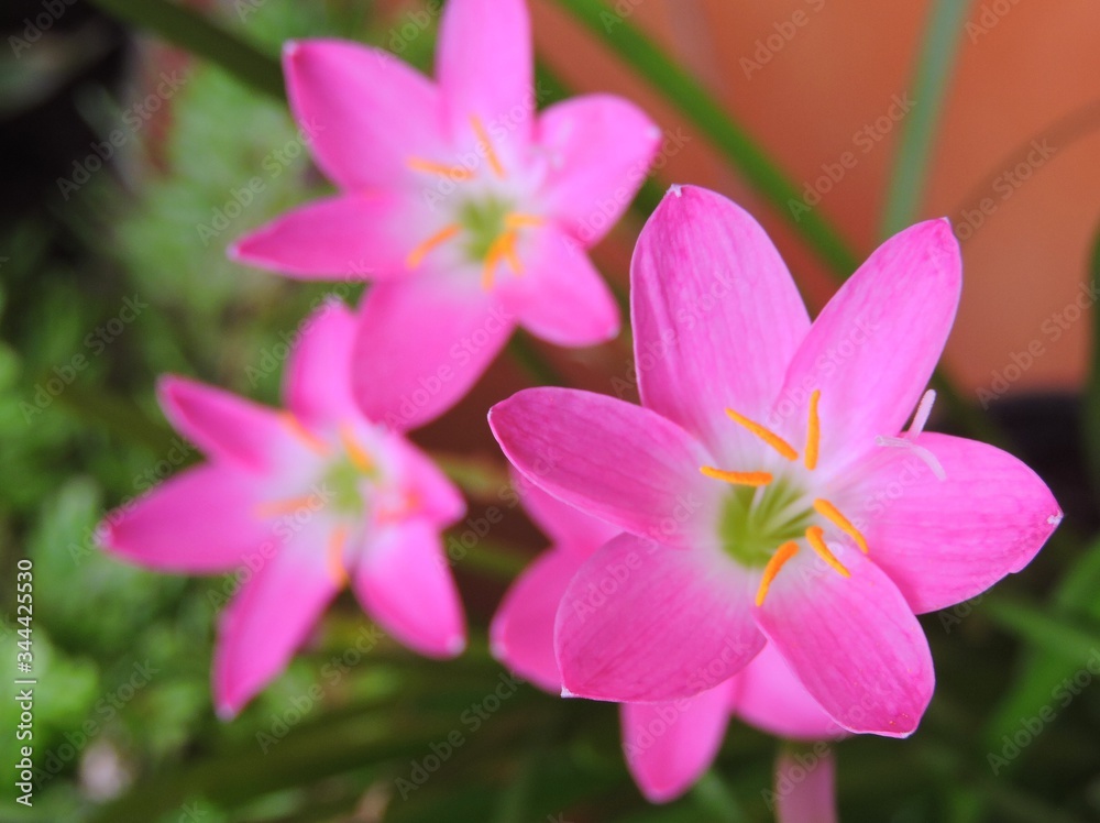 Zephyranthes rosea, commonly known as the Cuban zephyrlily, rosy rain lily, rose fairy lily, rose zephyr lily or the pink rain lily. They are cultivated as ornamental plants. Family - Amaryllidaceae. Zephyranthes rosea, commonly known as the Cuban zephyrlily, rosy rain lily, rose fairy lily, rose zephyr lily or the pink rain lily. They are cultivated as ornamental plants. Family - Amaryllidaceae.