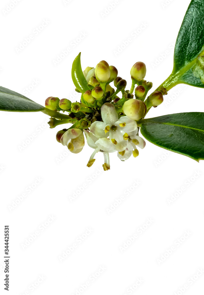 Ilex latifolia Blüten