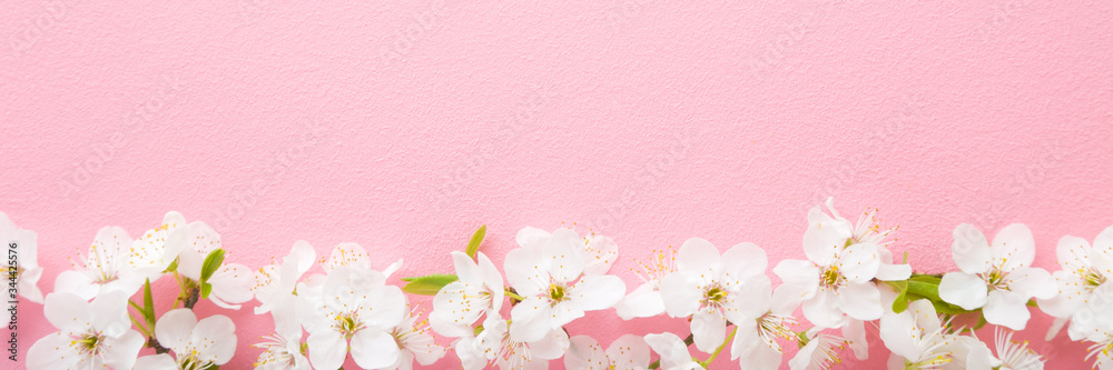 Fresh branches of white cherry blossoms on light pink background. Pastel color. Beautiful flower wide banner. Closeup. Empty place for inspirational text, lovely quote or positive sayings. Top view.