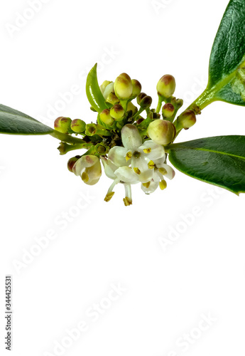 Ilex latifolia Blüten