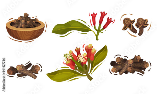Dried Clove in Bowl and Blossomed Flower Buds Vector Set