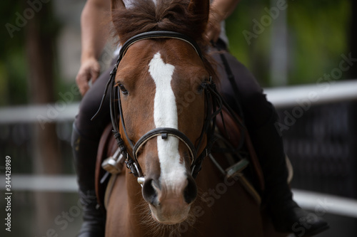 The horse's muzzle is close-up
