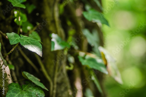 Wallpaper Mural Stems showing the rootlets used to cling to walls and tree trunks. Torontodigital.ca
