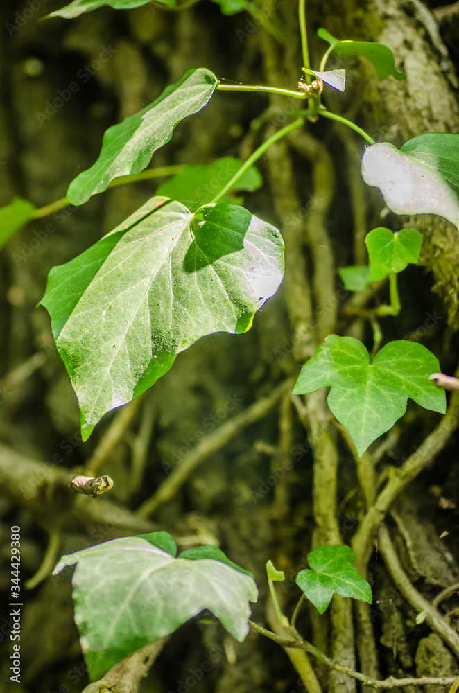 Obraz premium Stems showing the rootlets used to cling to walls and tree trunks.