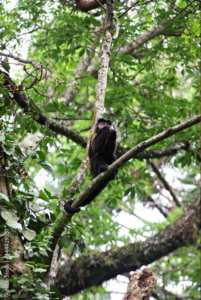 Fototapeta premium MACACO NA ÁRVORE