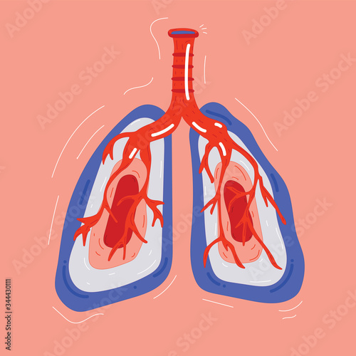 Lung human illustration, respiratory system healthy lungs anatomy flat medical organ illustration