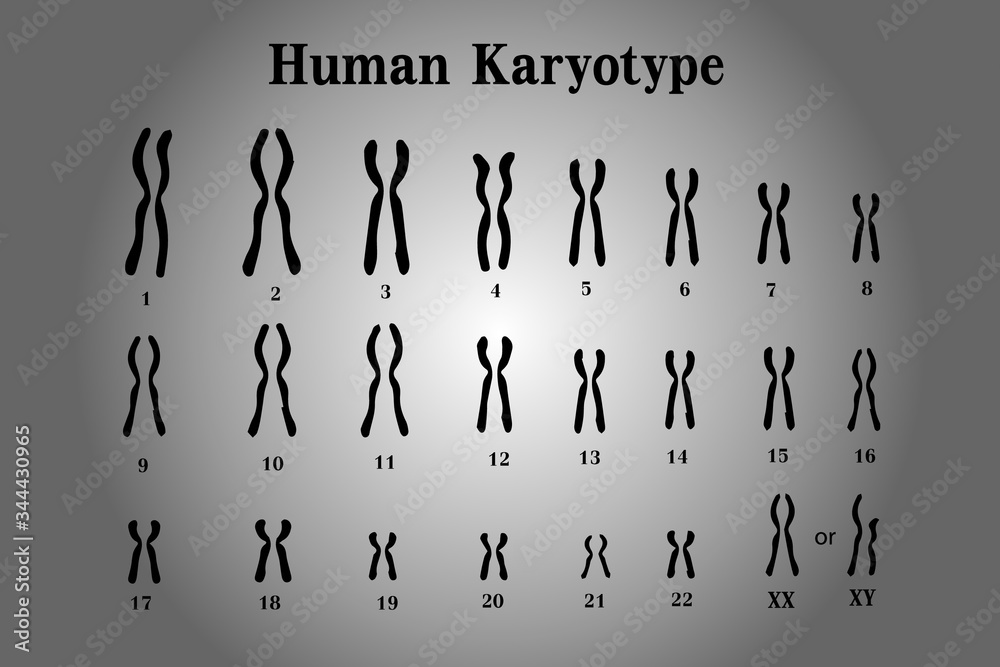 Karyotype of normal human chromosome illustration vector