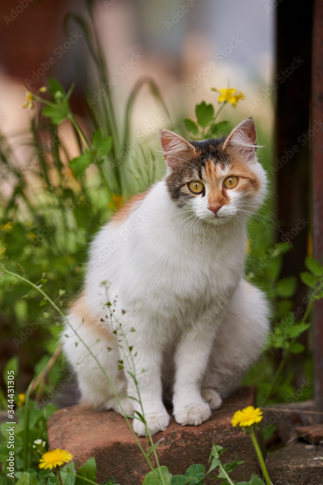 White and orange cat in the grass White and orange cat in the grass