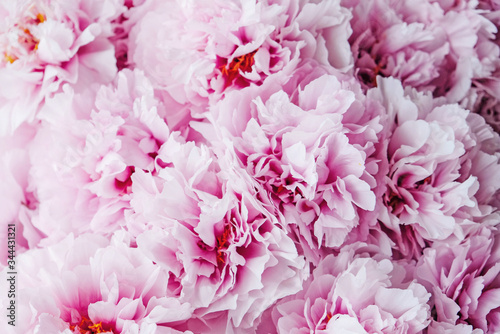Beautiful pink and white peony flowers in full bloom.