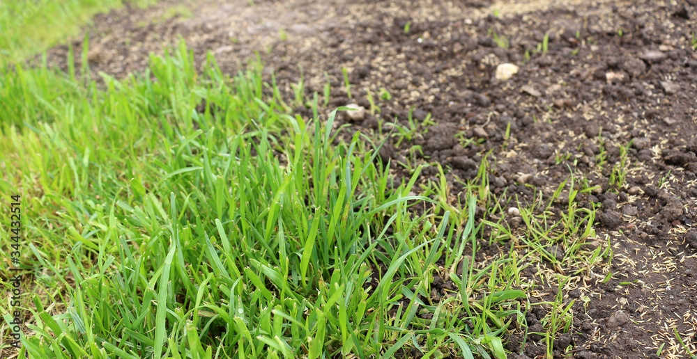 Gras im Garten Gras im Garten