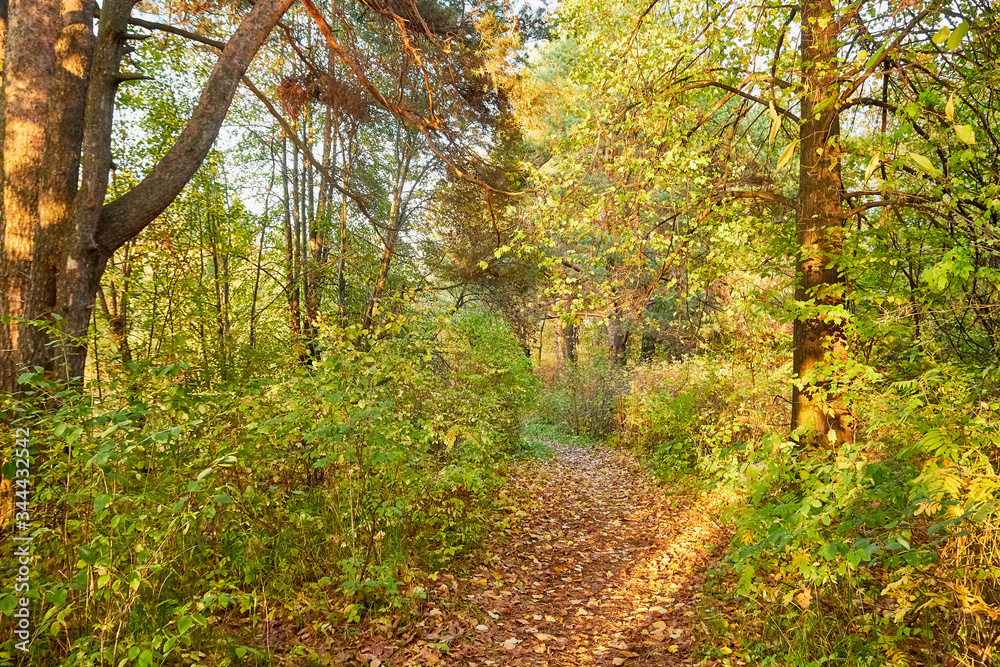 Naklejka premium Small old pathway in a forest or park at autumn or summer day