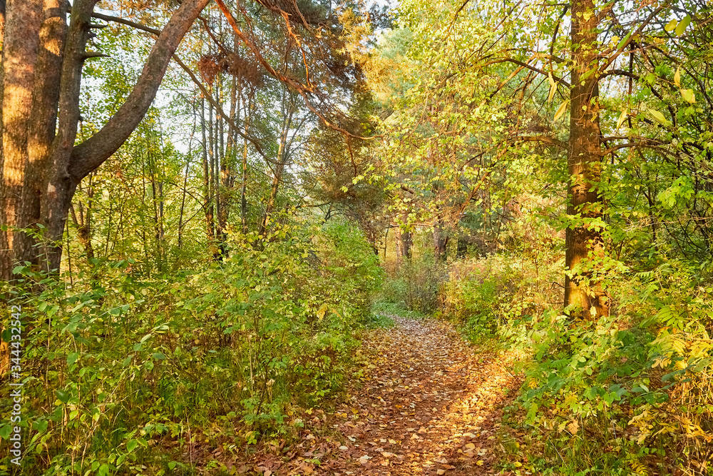 Small old pathway in a forest or park at autumn or summer day