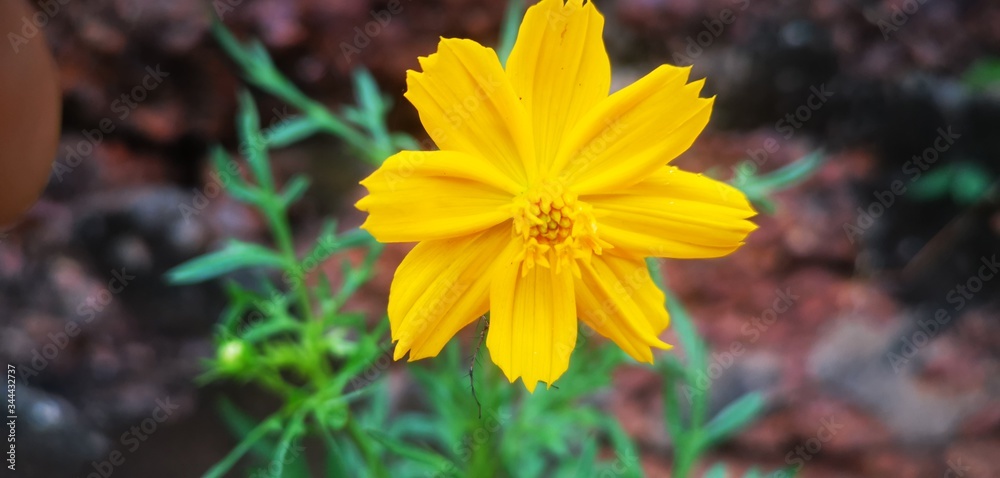 Beautiful Sunflower with leaves in home garden Beautiful Sunflower with leaves in home garden
